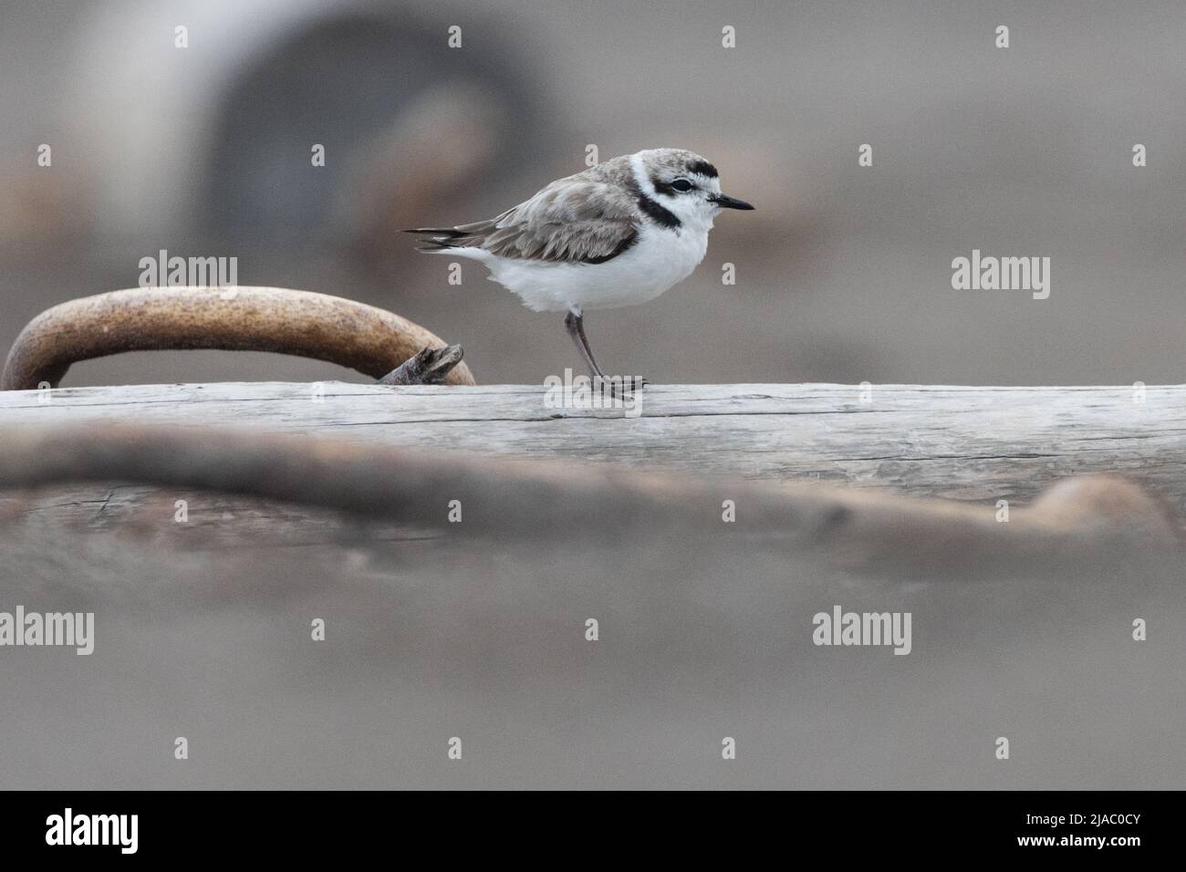 Eine verschneite Westpfeifer (Charadrius nivosus), eine bedrohte Vogelart am Strand in Point Reyes National Seashore in Kalifornien. Stockfoto