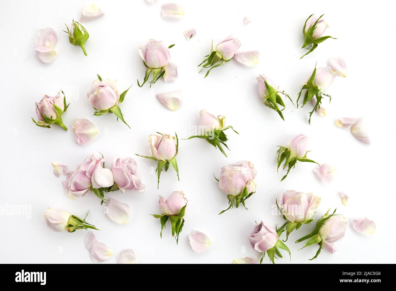 Rahmen aus Rosen und Blütenblättern auf weißem Hintergrund. Flach liegend. Stockfoto