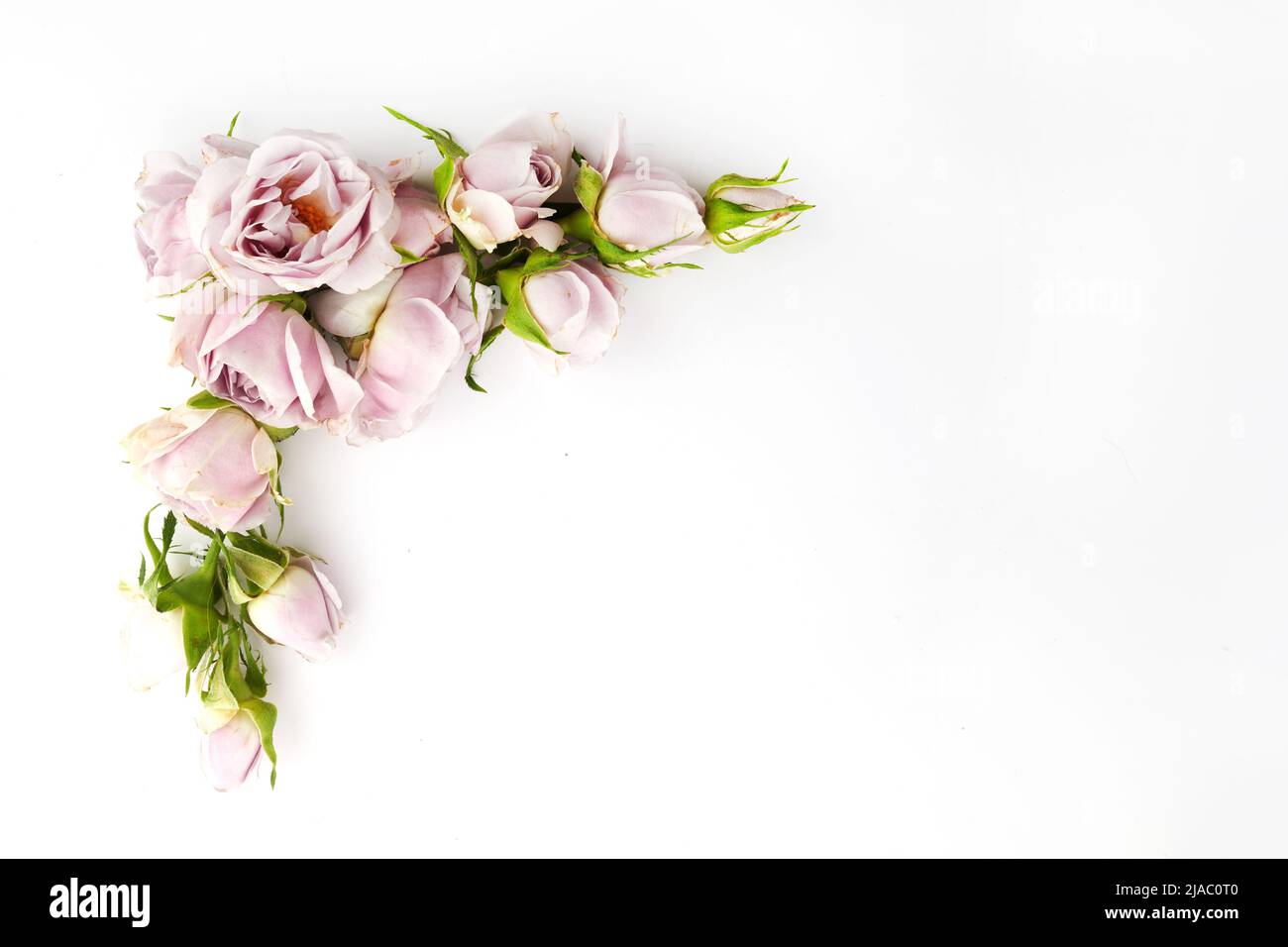 Rahmen aus Rosen und Blütenblättern auf weißem Hintergrund. Flach liegend. Stockfoto