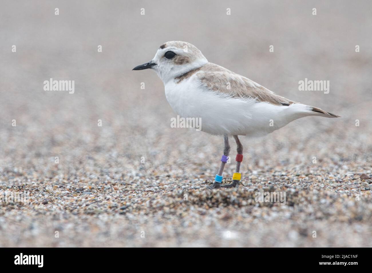 Eine verschneite Westpfeifer (Charadrius nivosus), eine bedrohte Vogelart am Strand in Point Reyes National Seashore in Kalifornien. Stockfoto