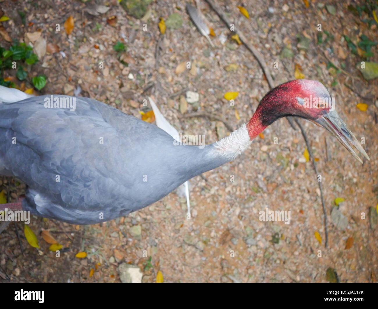 Der Sarus-Kran (Antigone antigone) ist ein großer, nicht wandernder Kran, der in Teilen des indischen Subkontinents, Südostasiens und Australiens im Park unterwegs ist Stockfoto