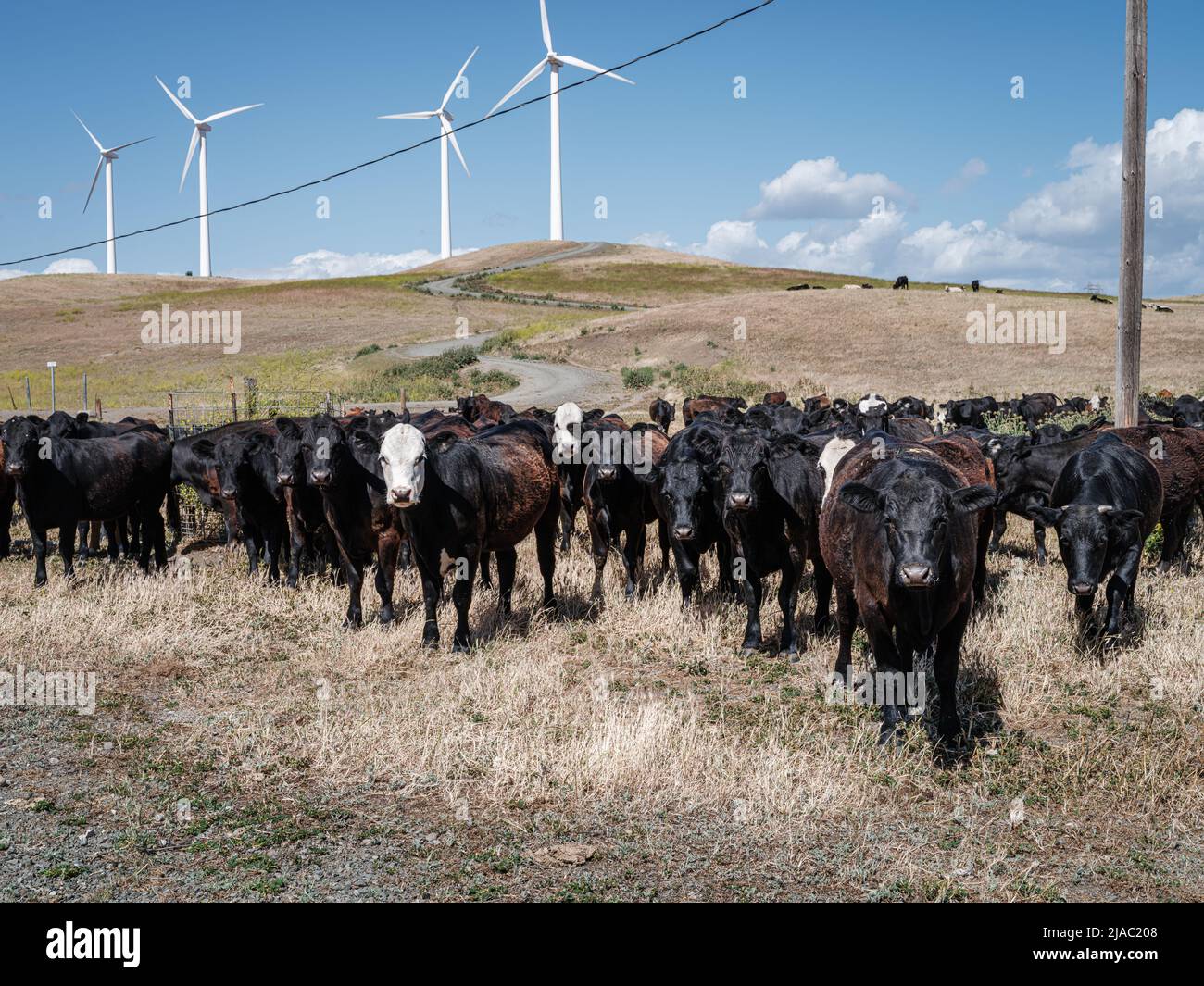 Eine Herde Kühe hält auf einem Windpark gutes Weidemanagement Stockfoto