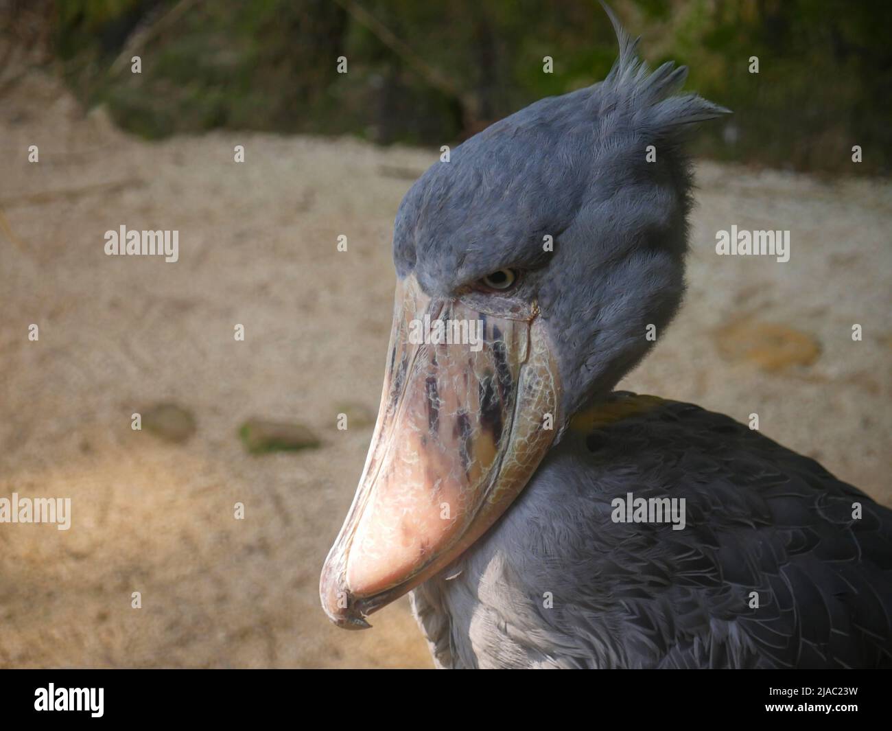Der Schuhabfisch (Balaeniceps rex), auch bekannt als Walkopf-, Walkopfstorch- oder Schuhablatstorch, ist ein sehr großer storchähnlicher Vogel, der im Park steht Stockfoto
