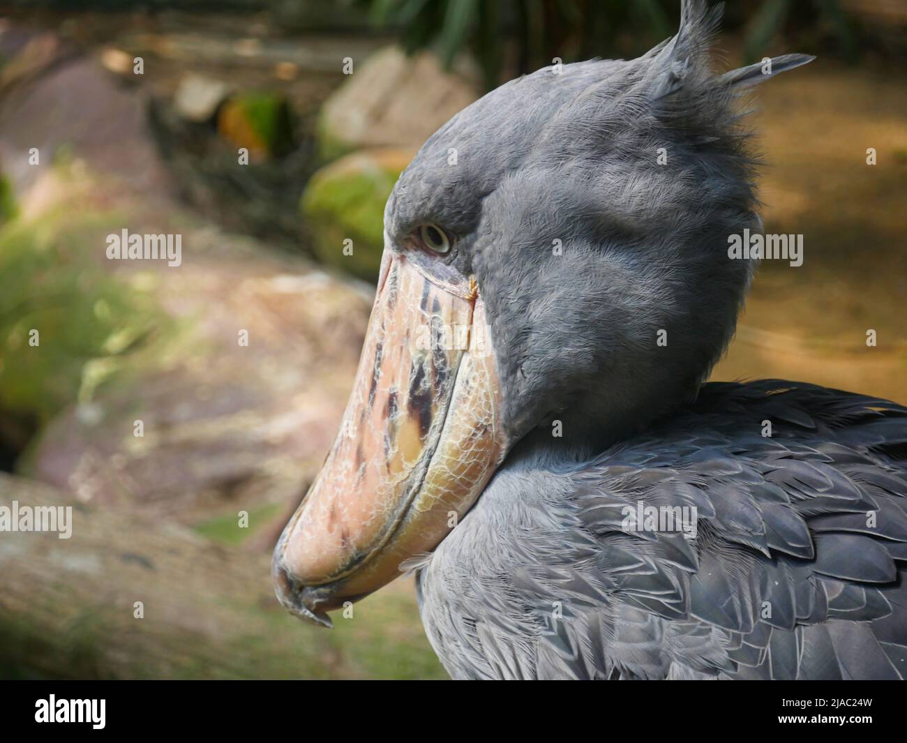 Der Schuhabfisch (Balaeniceps rex), auch bekannt als Walkopf-, Walkopfstorch- oder Schuhablatstorch, ist ein sehr großer storchähnlicher Vogel, der im Park steht Stockfoto
