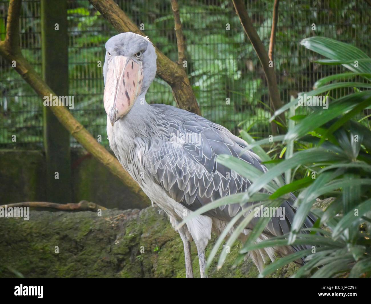 Der Schuhabfisch (Balaeniceps rex), auch bekannt als Walkopf-, Walkopfstorch- oder Schuhablatstorch, ist ein sehr großer storchähnlicher Vogel, der im Park steht Stockfoto