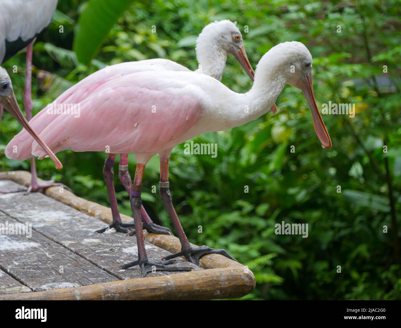 Roseatspoonbill (Platalea ajaja) ist ein geselliger watender Vogel der Ibis- und Löffelfamilie, der in der Nähe des Teiches steht Stockfoto