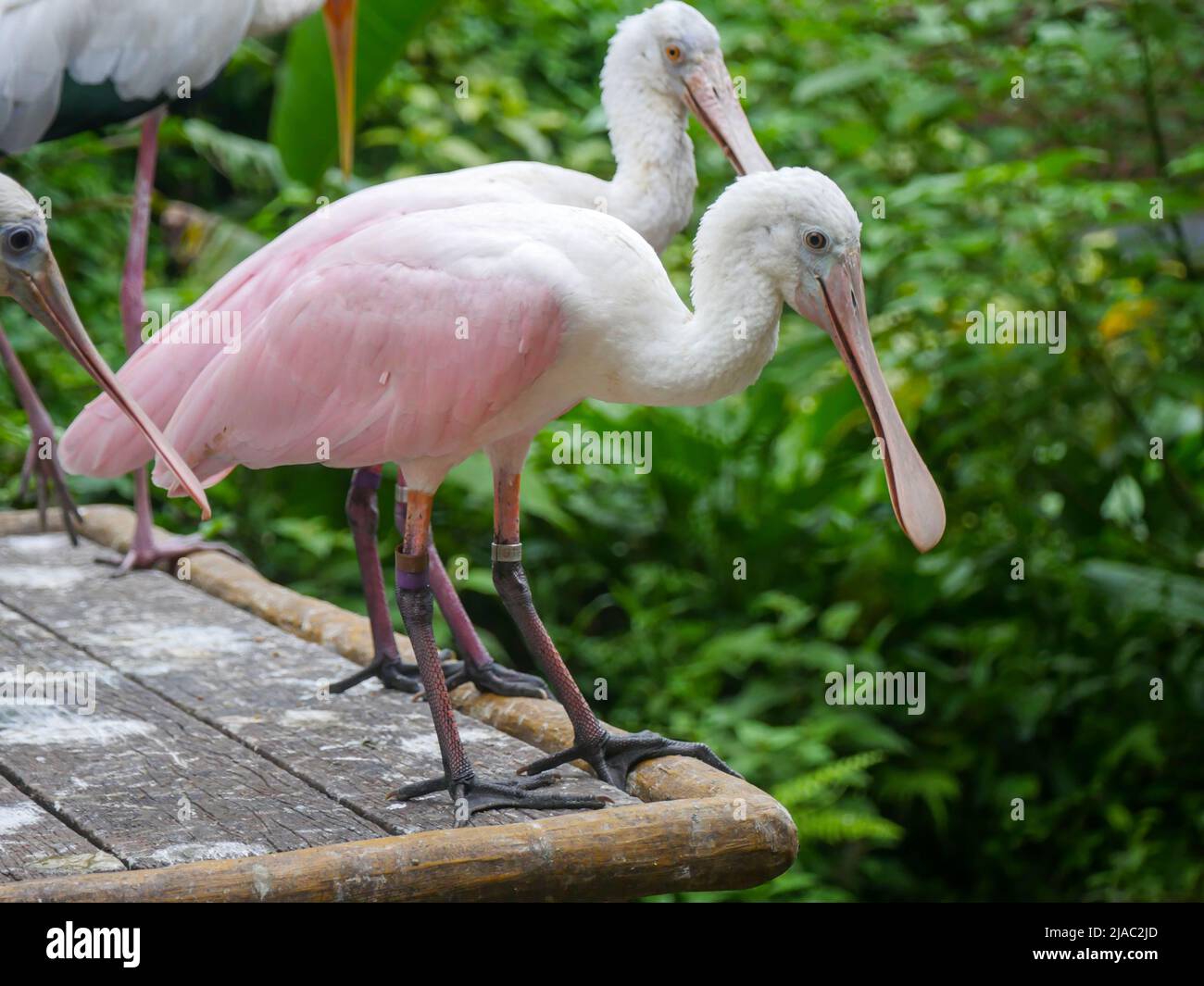 Roseatspoonbill (Platalea ajaja) ist ein geselliger watender Vogel der Ibis- und Löffelfamilie, der in der Nähe des Teiches steht Stockfoto