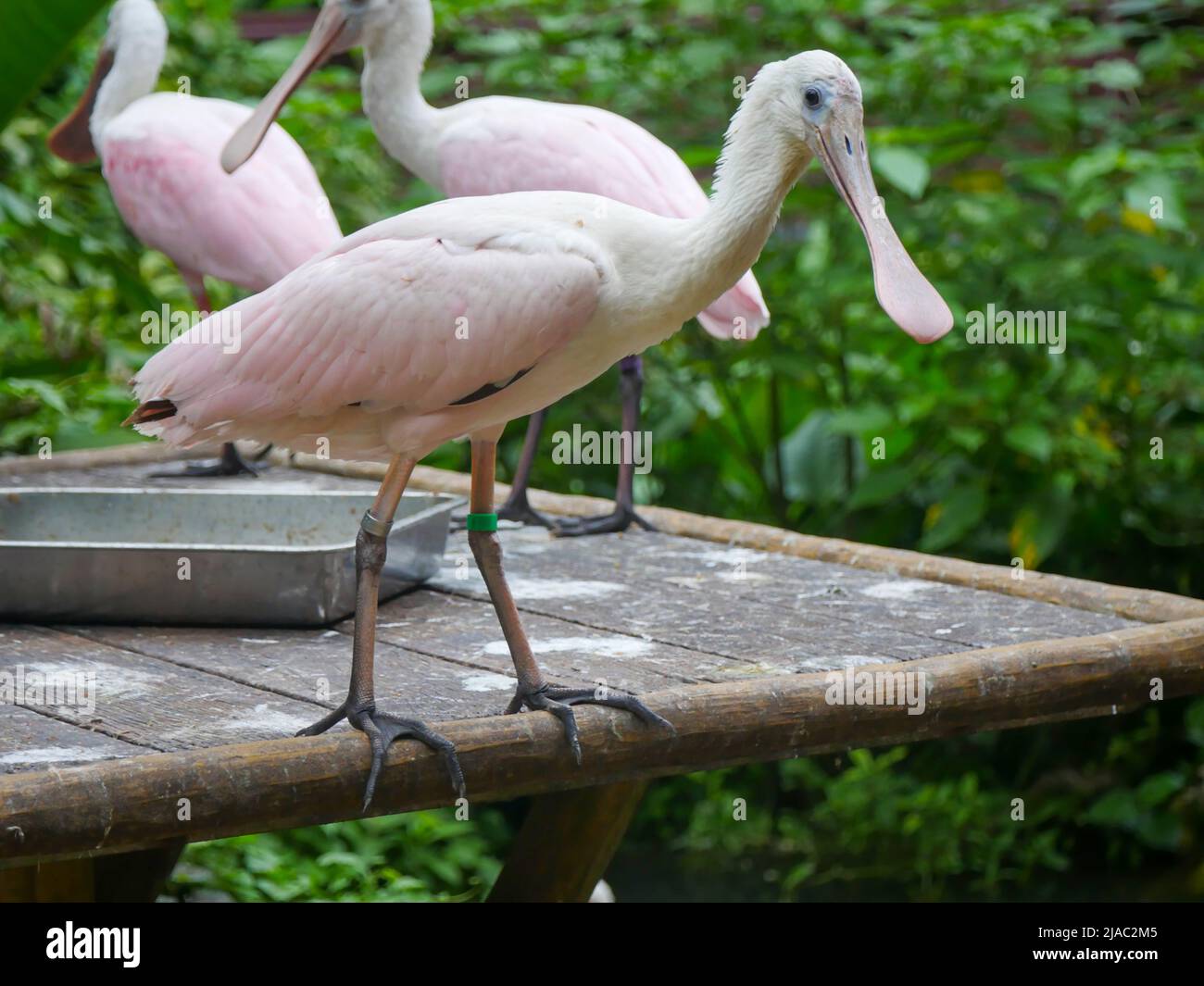Roseatspoonbill (Platalea ajaja) ist ein geselliger watender Vogel der Ibis- und Löffelfamilie, der in der Nähe des Teiches steht Stockfoto