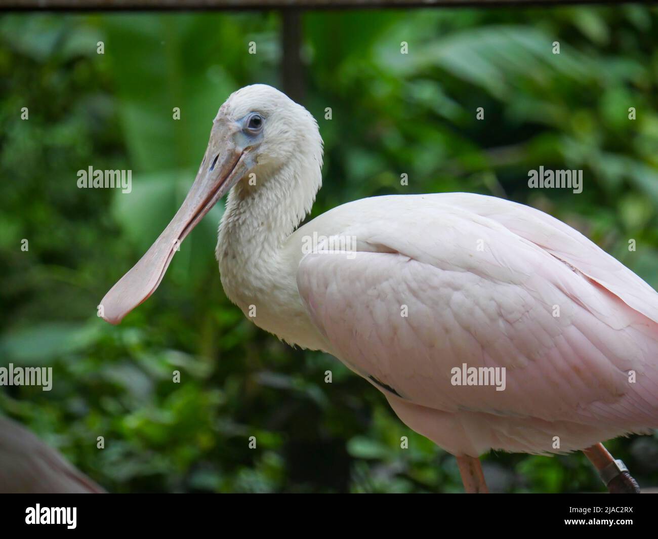 Roseatspoonbill (Platalea ajaja) ist ein geselliger watender Vogel der Ibis- und Löffelfamilie, der in der Nähe des Teiches steht Stockfoto