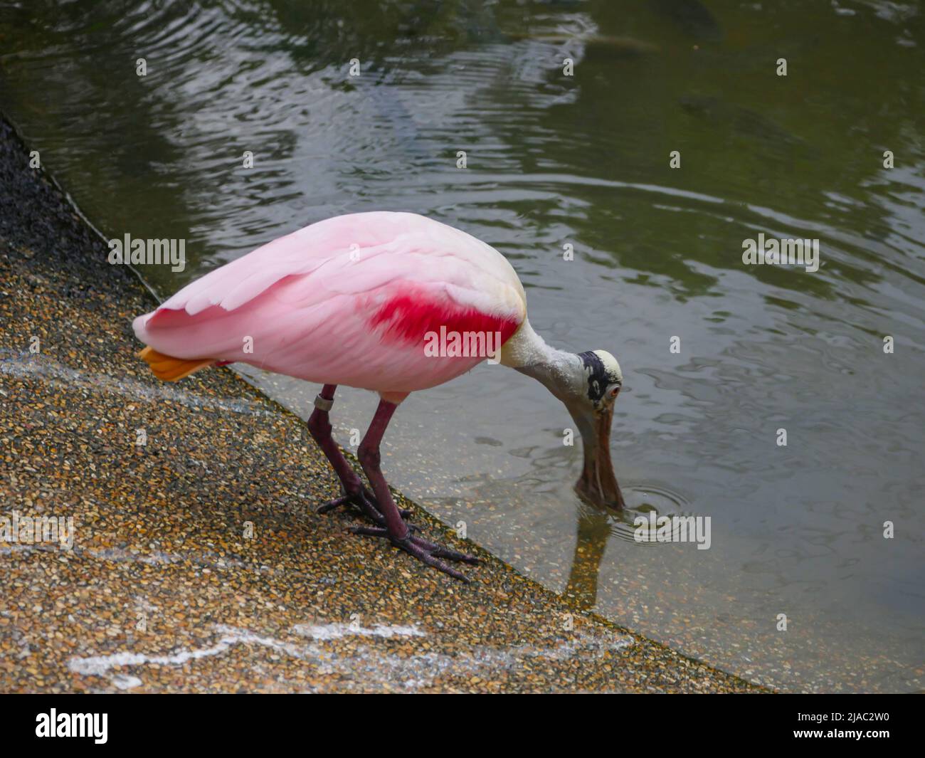 Roseatspoonbill (Platalea ajaja) ist ein geselliger watender Vogel der Ibis- und Löffelfamilie, der in der Nähe des Teiches steht Stockfoto