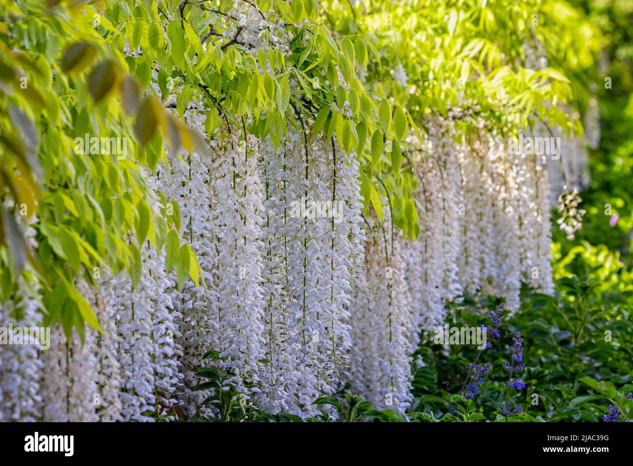 Eine Reihe von wunderschönen weißen Glyzinien-Blumen, die über die Wand hinabstürzen - aus nächster Nähe Stockfoto