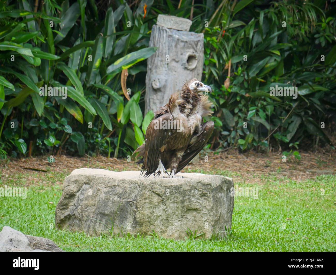 Der Geier (Aegypius monachus) ist ein großer Raubgeier, der auch als Schwarzgeier, Mönchsgeier und Eurasischer Schwarzgeier bekannt ist, der im Park herumstreift Stockfoto