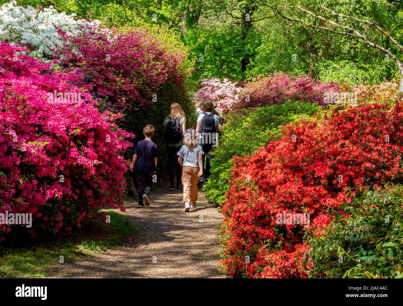Schöne frische rote und rosa Blumenbeet-Design in Richmond Park in der Frühjahrssaison Stockfoto