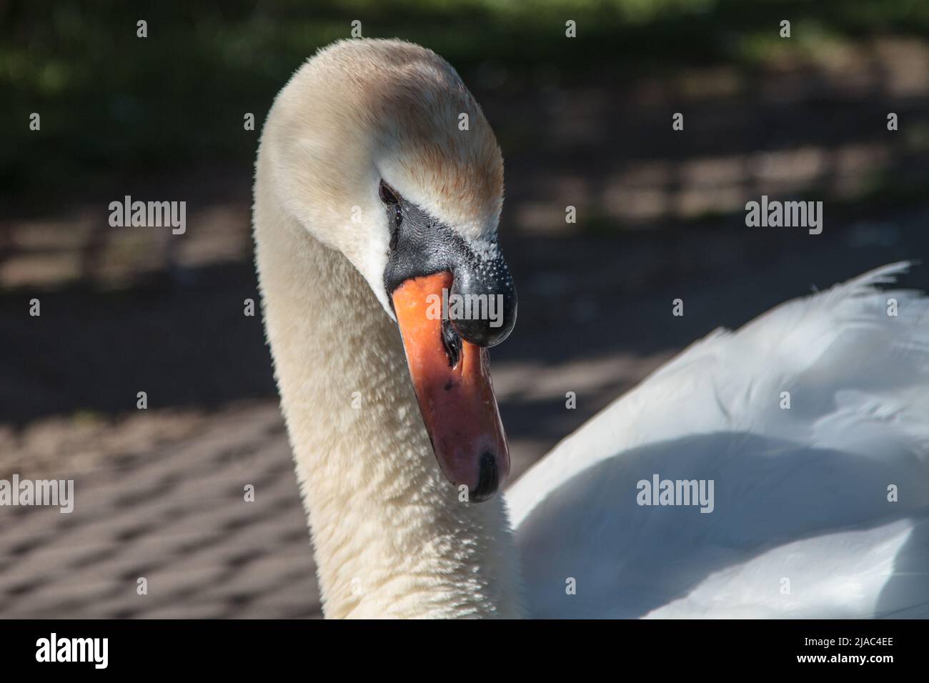 Männlich (Cob) Mute Swan (Cygnus olor) Stockfoto