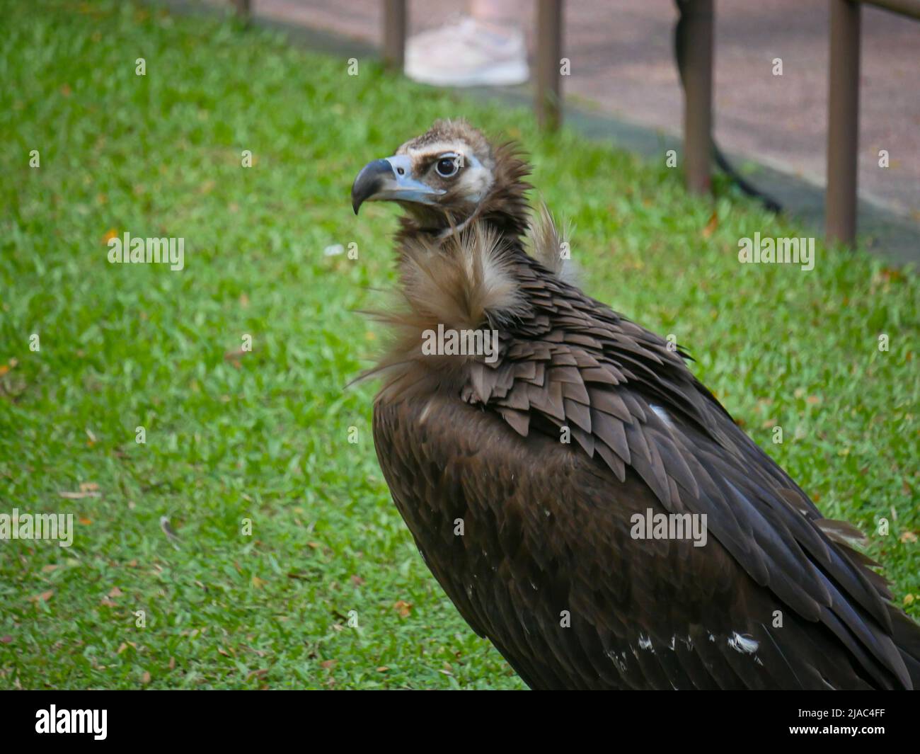 Der Geier (Aegypius monachus) ist ein großer Raubgeier, der auch als Schwarzgeier, Mönchsgeier und Eurasischer Schwarzgeier bekannt ist, der im Park herumstreift Stockfoto