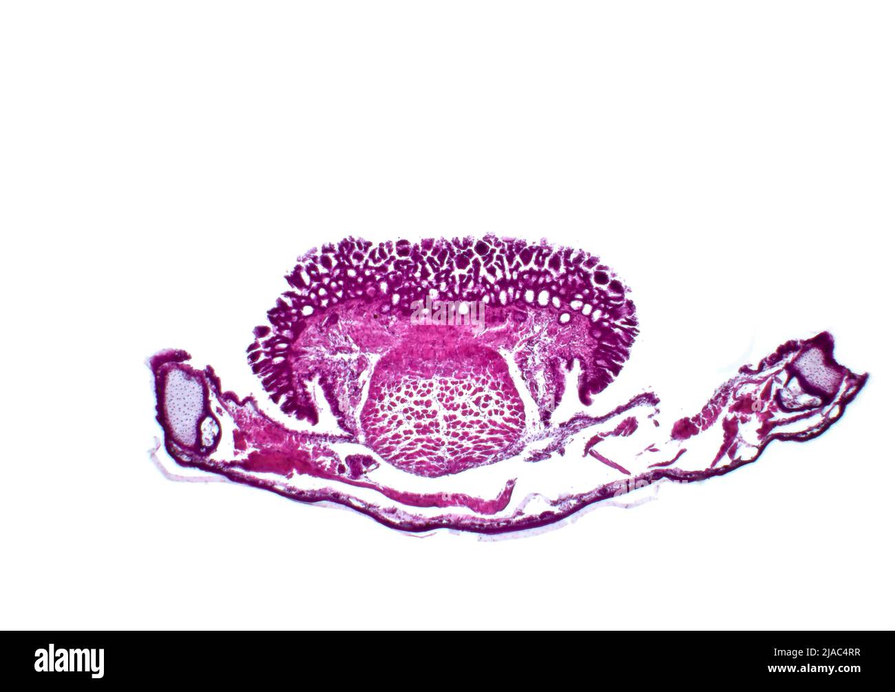 Zunge und Unterkiefer eines Frosches (Pelophylax ridibundus), Lichtmikroskopie. Hämatoxylin- und Eosin-Färbung. Stockfoto