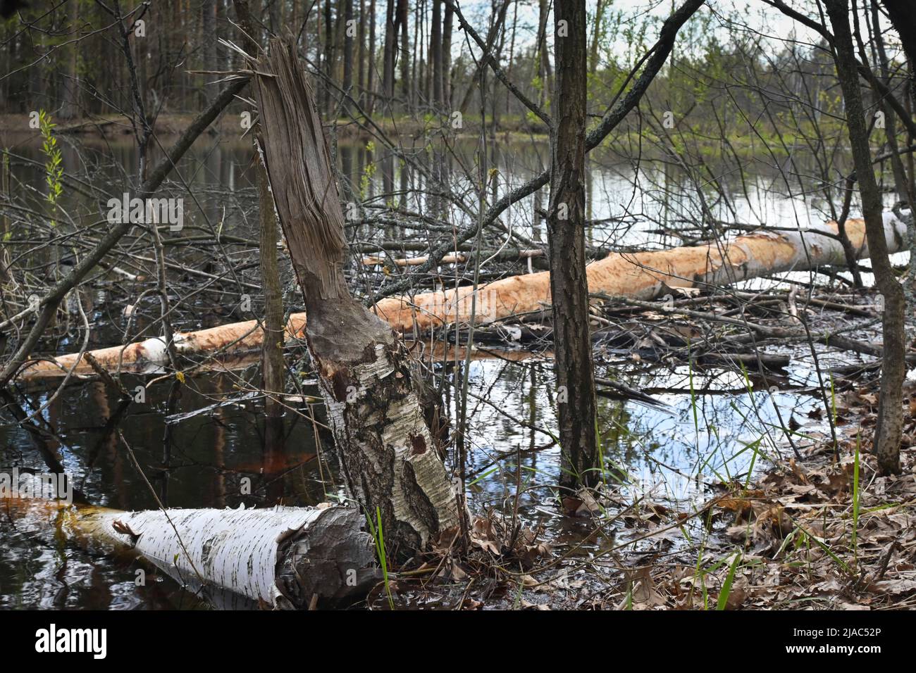 Bäume, die von Bibern genagt wurden. Beweise für das Leben der Biber im Nationalpark. Stockfoto