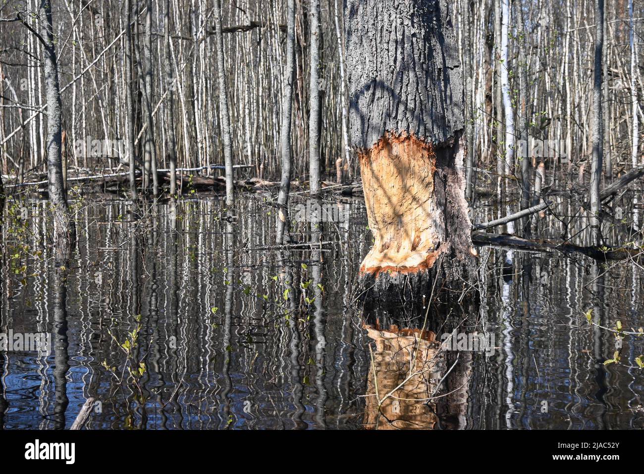 Bäume, die von Bibern genagt wurden. Beweise für das Leben der Biber im Nationalpark. Stockfoto