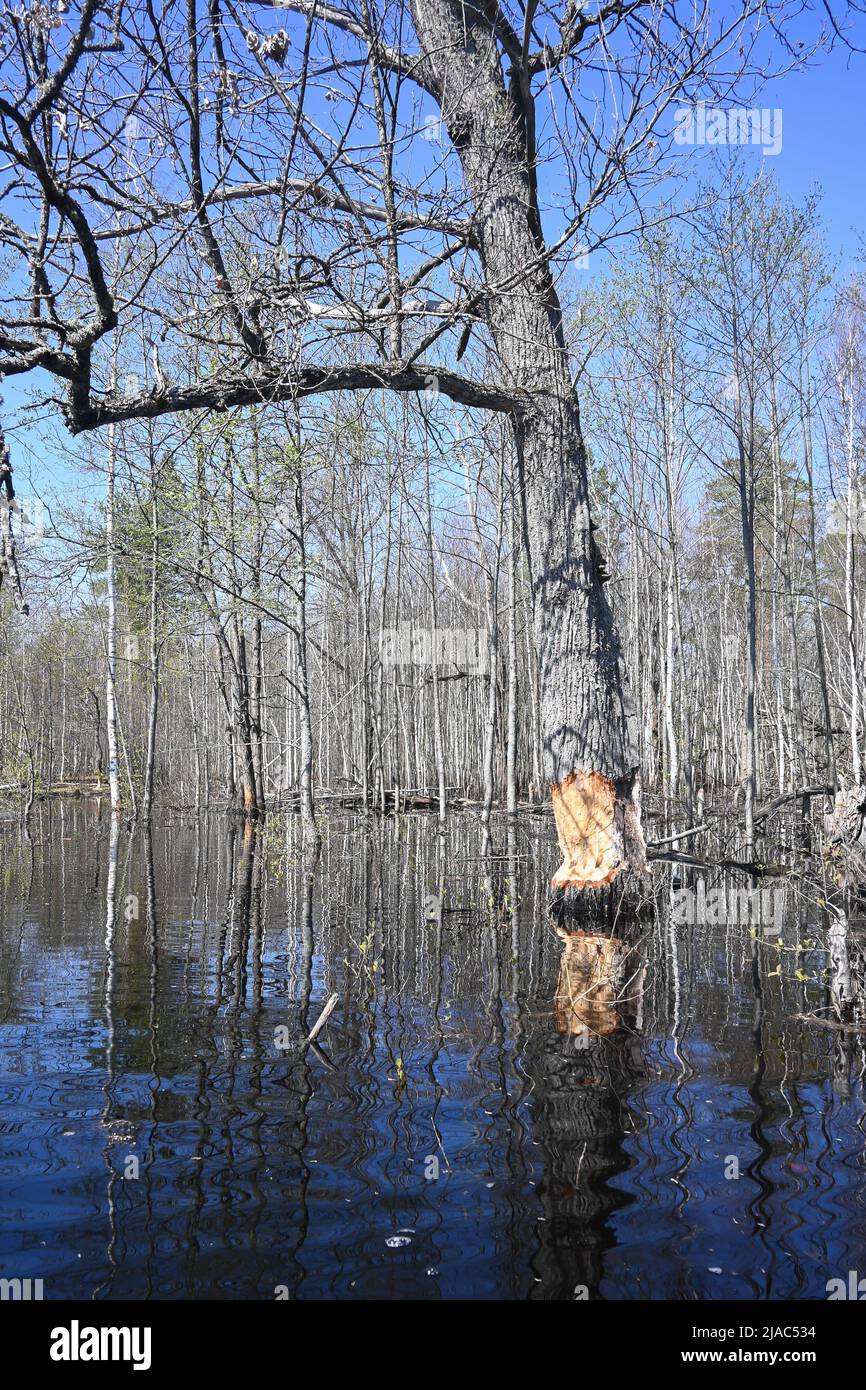 Bäume, die von Bibern genagt wurden. Beweise für das Leben der Biber im Nationalpark. Stockfoto