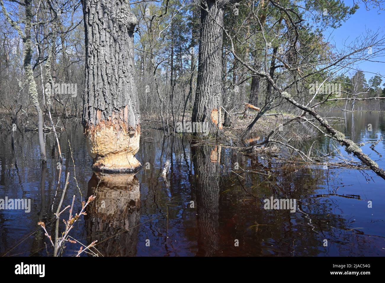 Bäume, die von Bibern genagt wurden. Beweise für das Leben der Biber im Nationalpark. Stockfoto