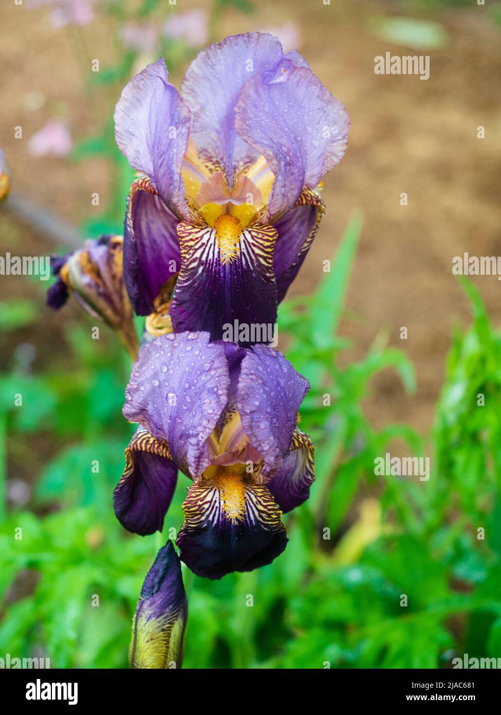 Zwillingsblumen der historischen großen bärtigen Iris, Iris 'Ambassadeur', Vilmorin 1920 Stockfoto