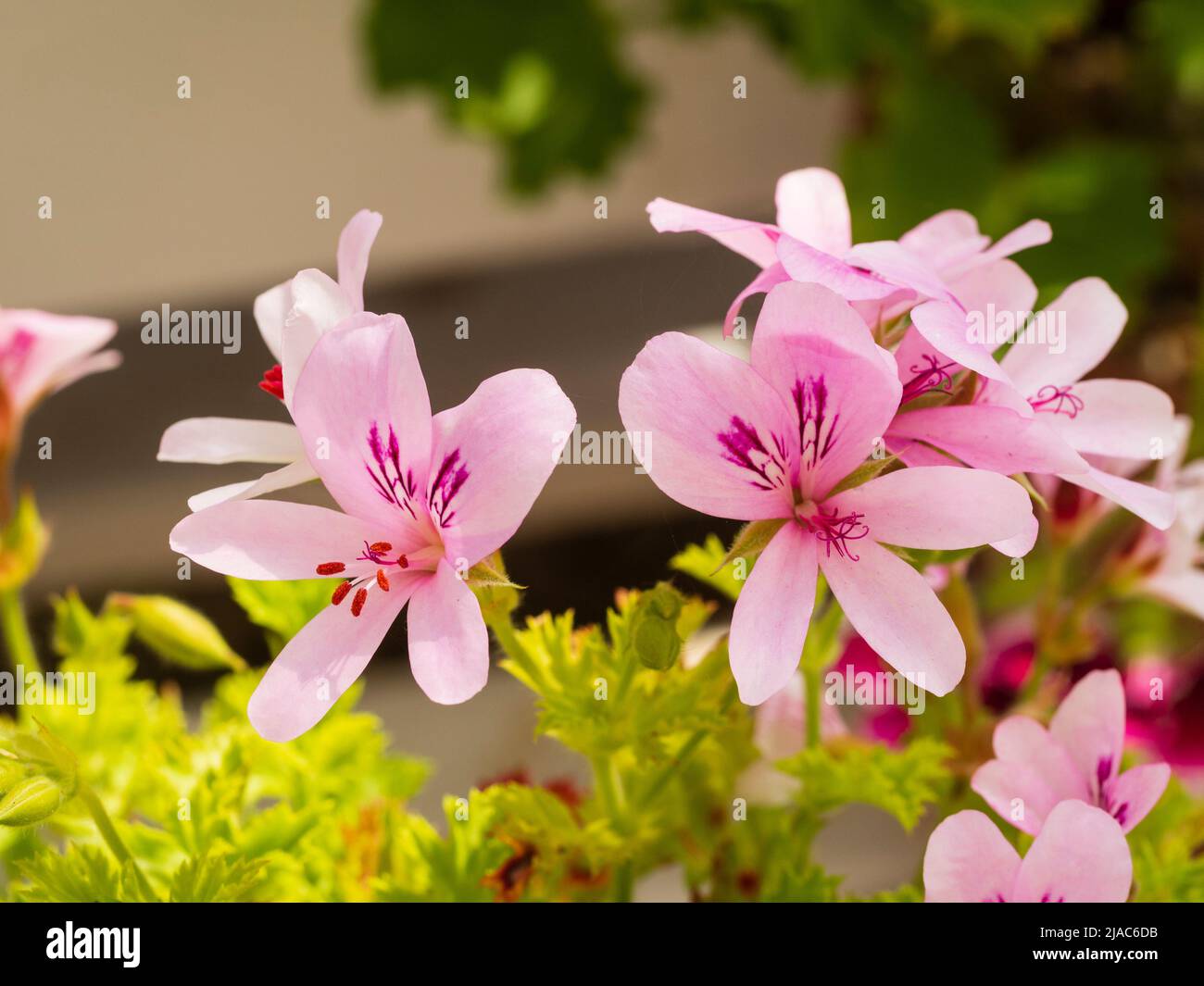 Blüten des zarten Gewächshauses oder des Wintergartens duftende Laubgeranie, Pelargonium 'Prinz von Orange' Stockfoto