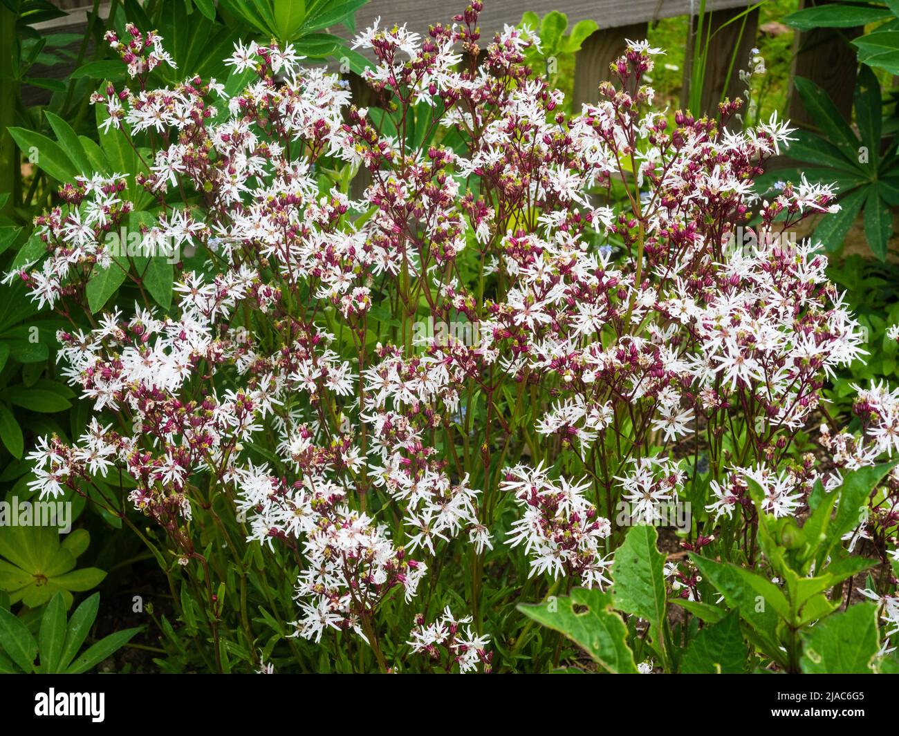 Massierte Frühsommer-Ausstellung der britischen Wildblumen- und Hüttengarten-Staude, Silene flos-cuculi 'White Robin', Stockfoto