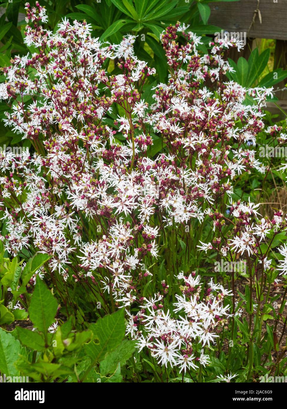 Massierte Frühsommer-Ausstellung der britischen Wildblumen- und Hüttengarten-Staude, Silene flos-cuculi 'White Robin', Stockfoto