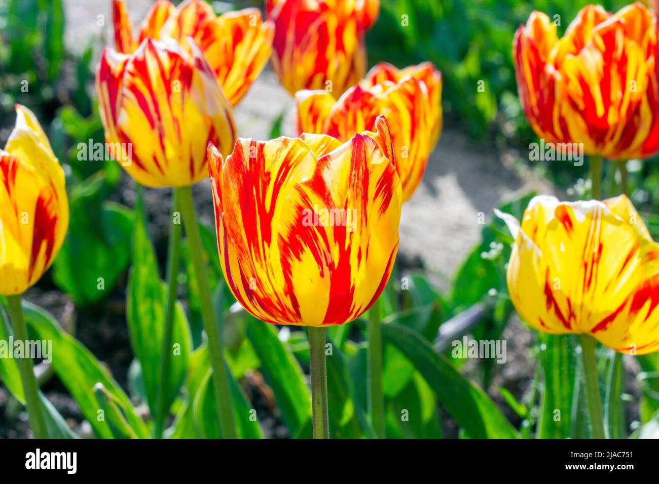 Leuchtend rote, orange und gelb blühende Tulpenblüten auf dem Feld im Frühjahr gegen den blauen Himmel. Stockfoto