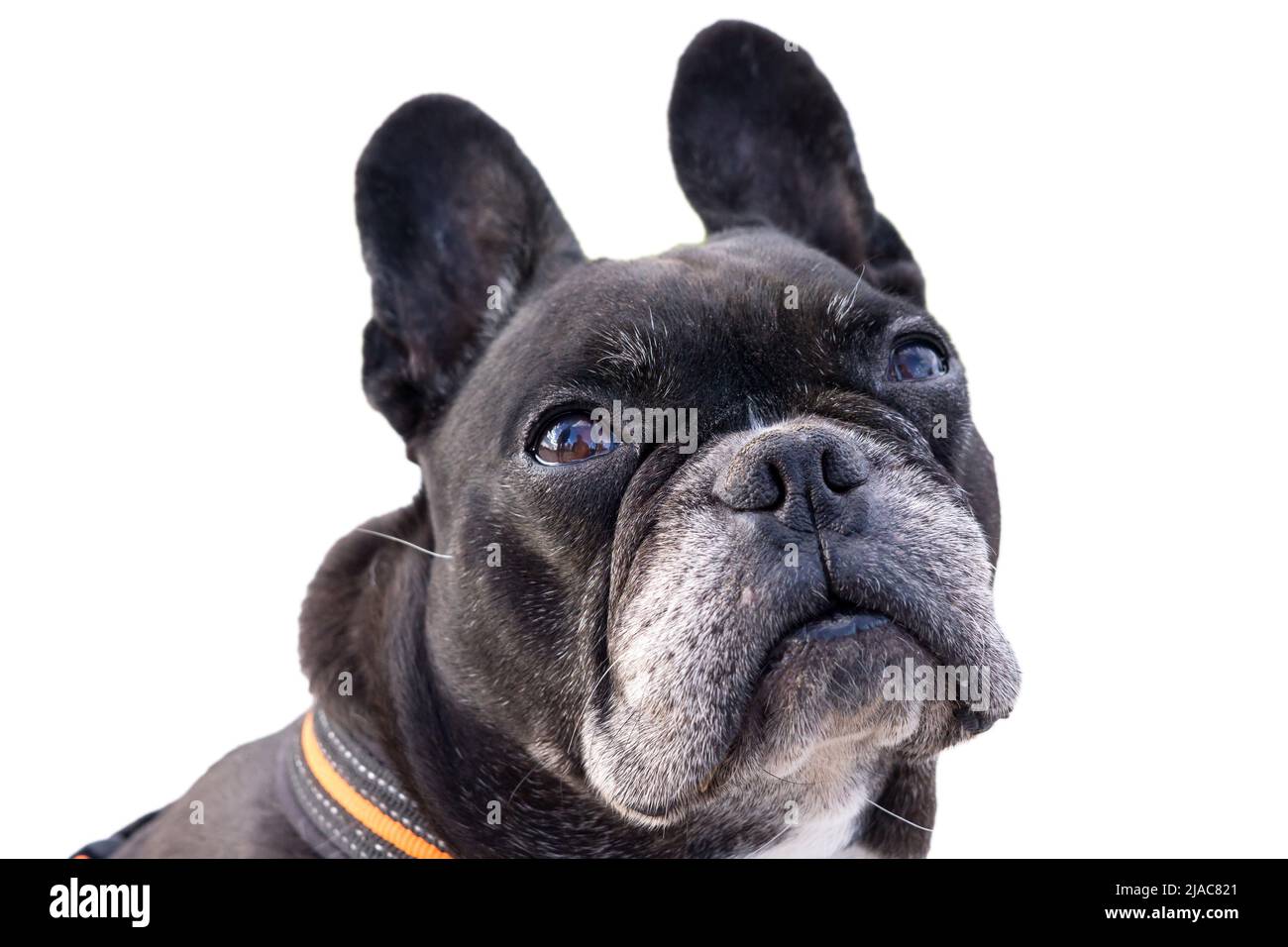 Schwarze französische Bulldogge, die erbärmlich aufschaut. Große lustige Ohren drehen den Kopf und bitten um Nahrung. Isolierter weißer Hintergrund Stockfoto