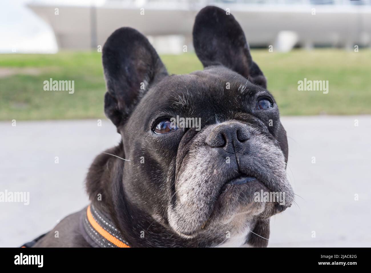 Schwarze französische Bulldogge, erbärmlich nachschlagen. Große lustige Ohren Drehen des Kopfes, um Nahrung bitten Stockfoto