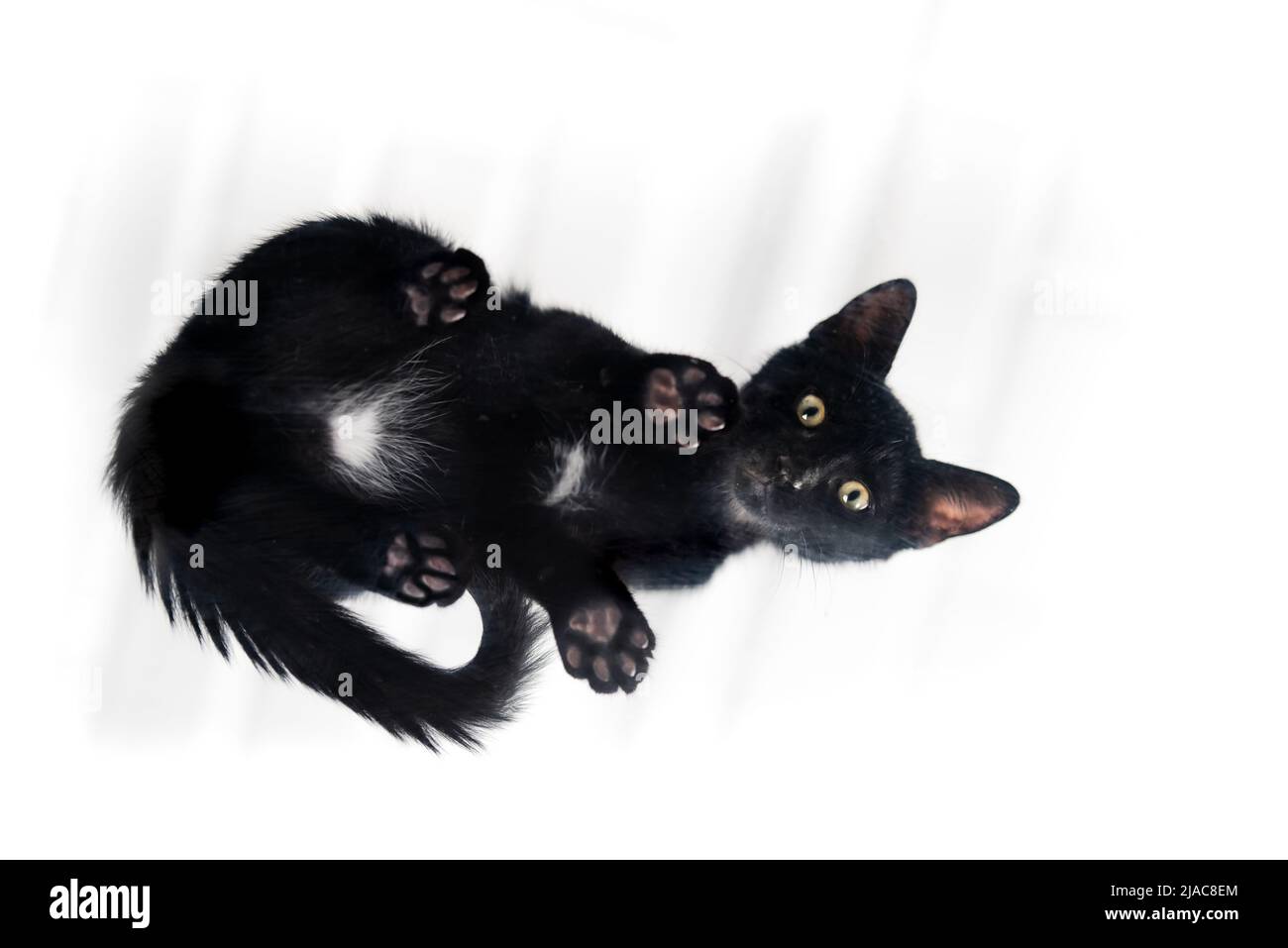 Schwarzes Kätzchen, das auf einer Glasplattform steht, von unten geschossen, Katze von unten, Kätzchen Stockfoto