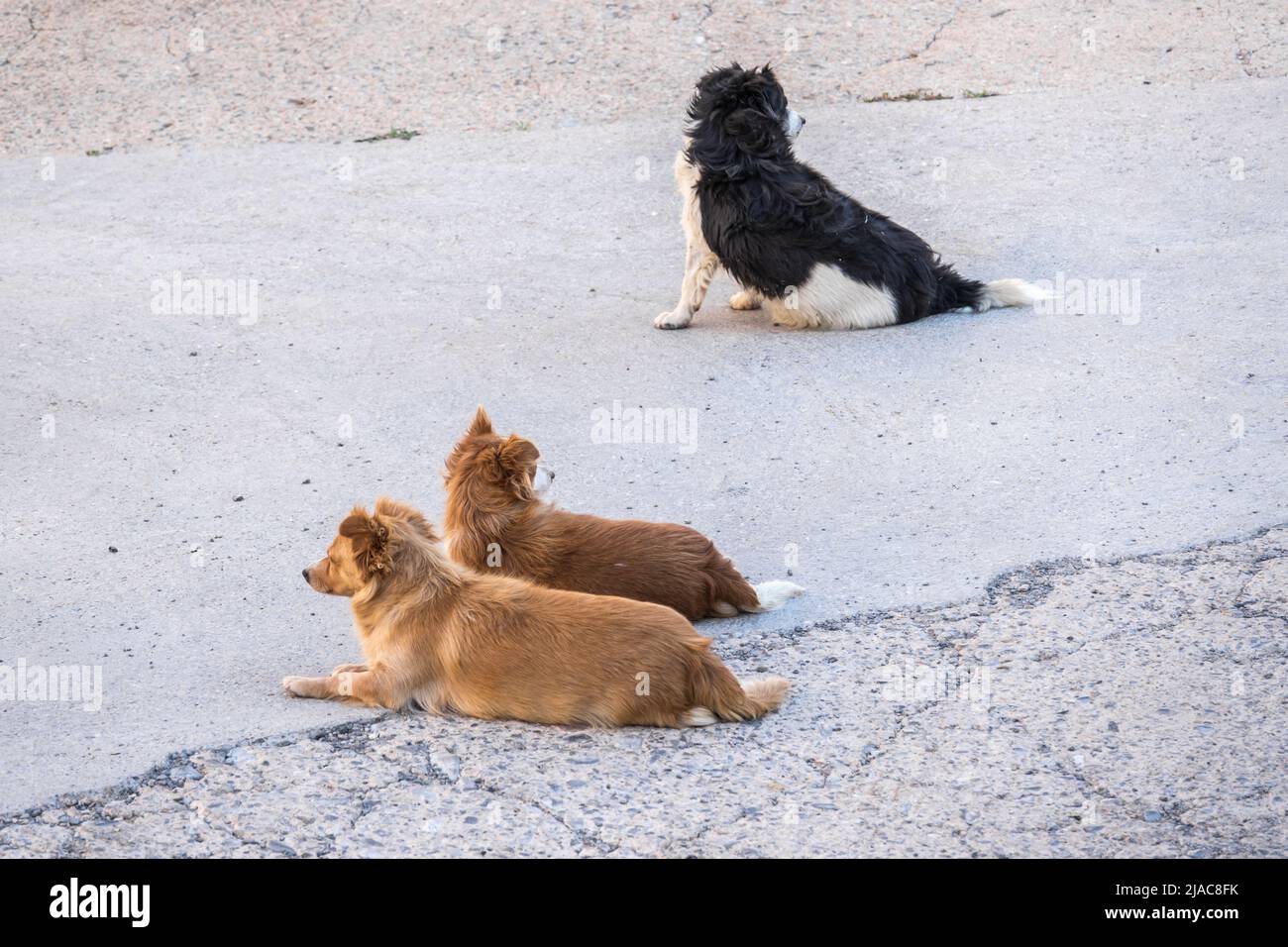 Obdachlose streunende Hunde liegen auf der Straße, trauriger verlassene Hund einsam auf der Stadtstraße. Stockfoto