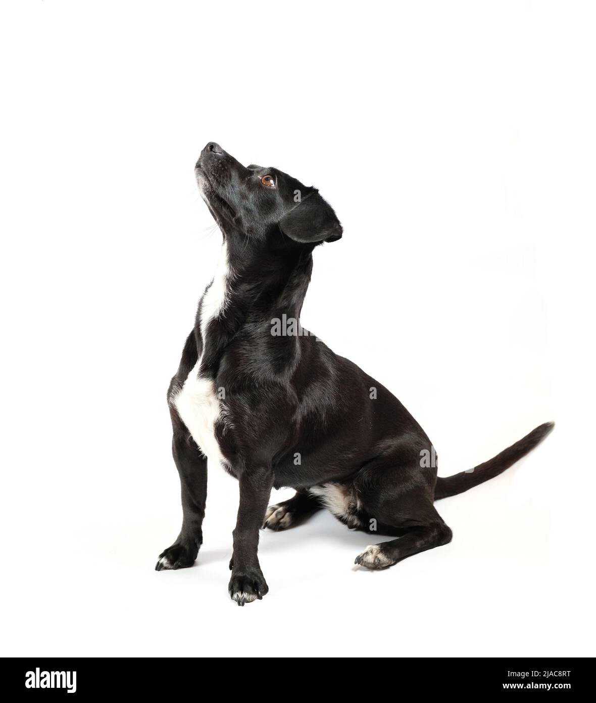 Porträt von oben von scrounger Hund, bitten um Nahrung, Mischlingshund mit Neugier auf isolierten weißen Hintergrund Stockfoto