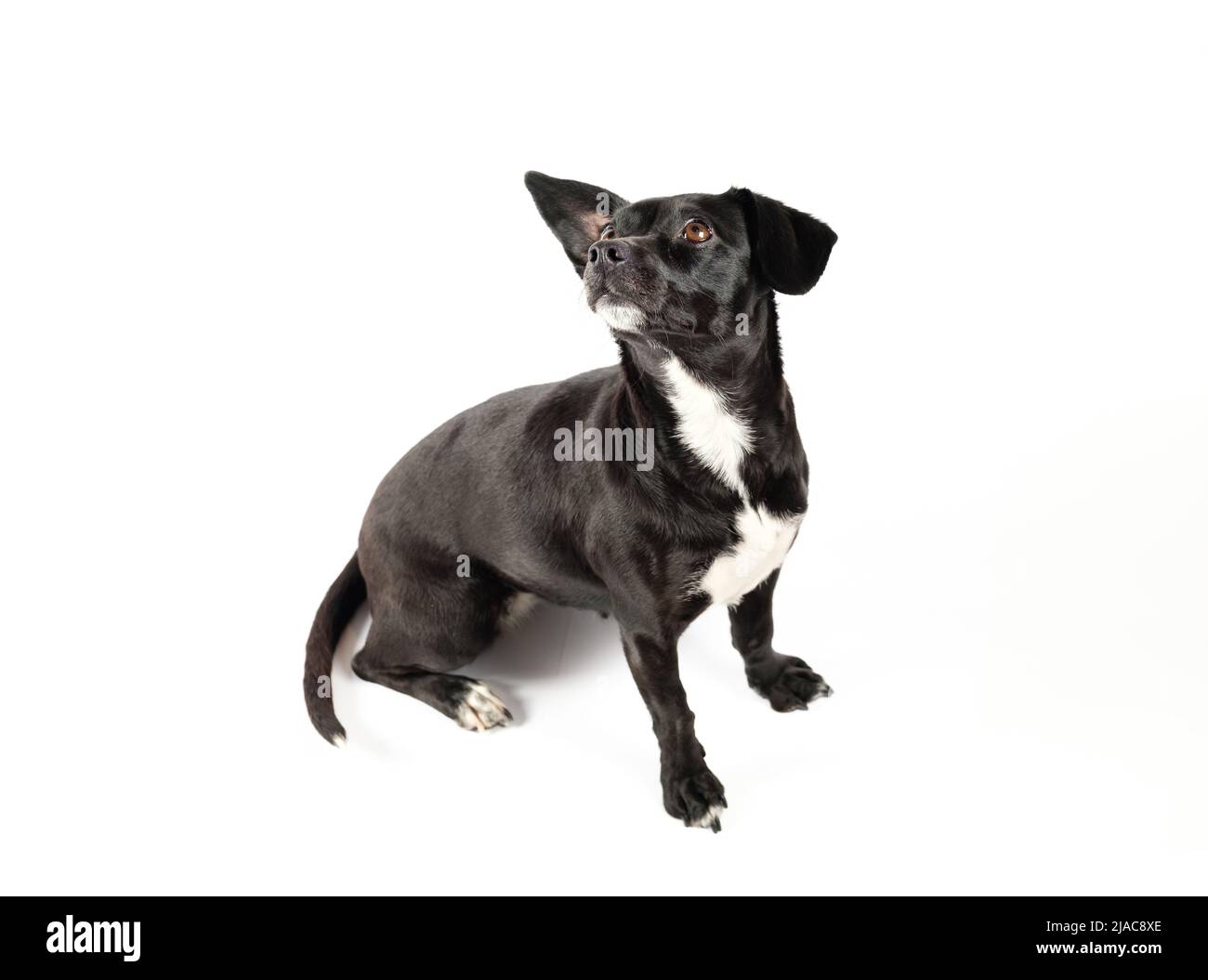 Gehorsam kleiner Hund sitzt und immer noch auf weißem isolierten Hintergrund Stockfoto