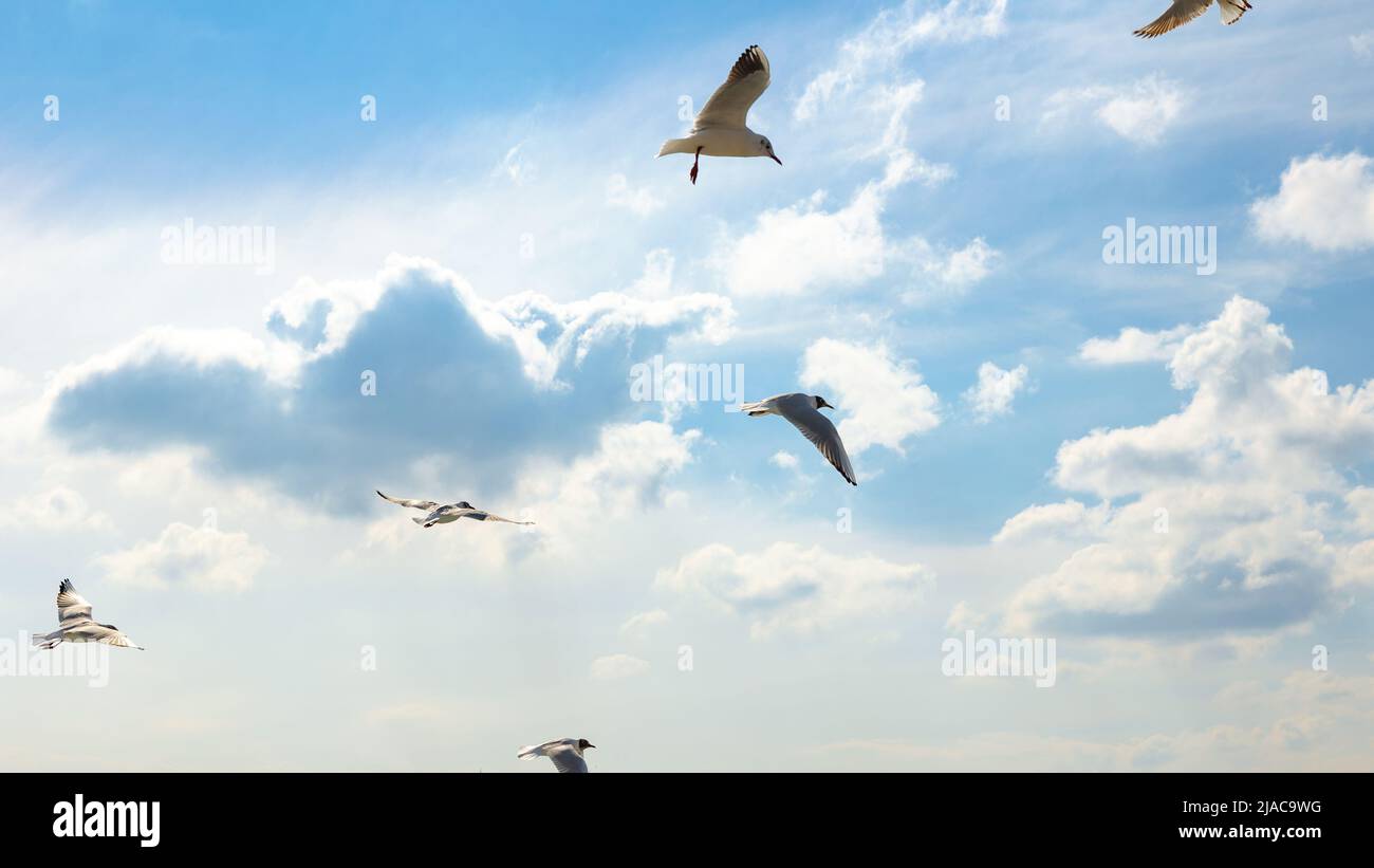 Möwen und wolkiger Himmel. Freiheit Konzept Idee Foto. Naturhintergrundfoto. Stockfoto