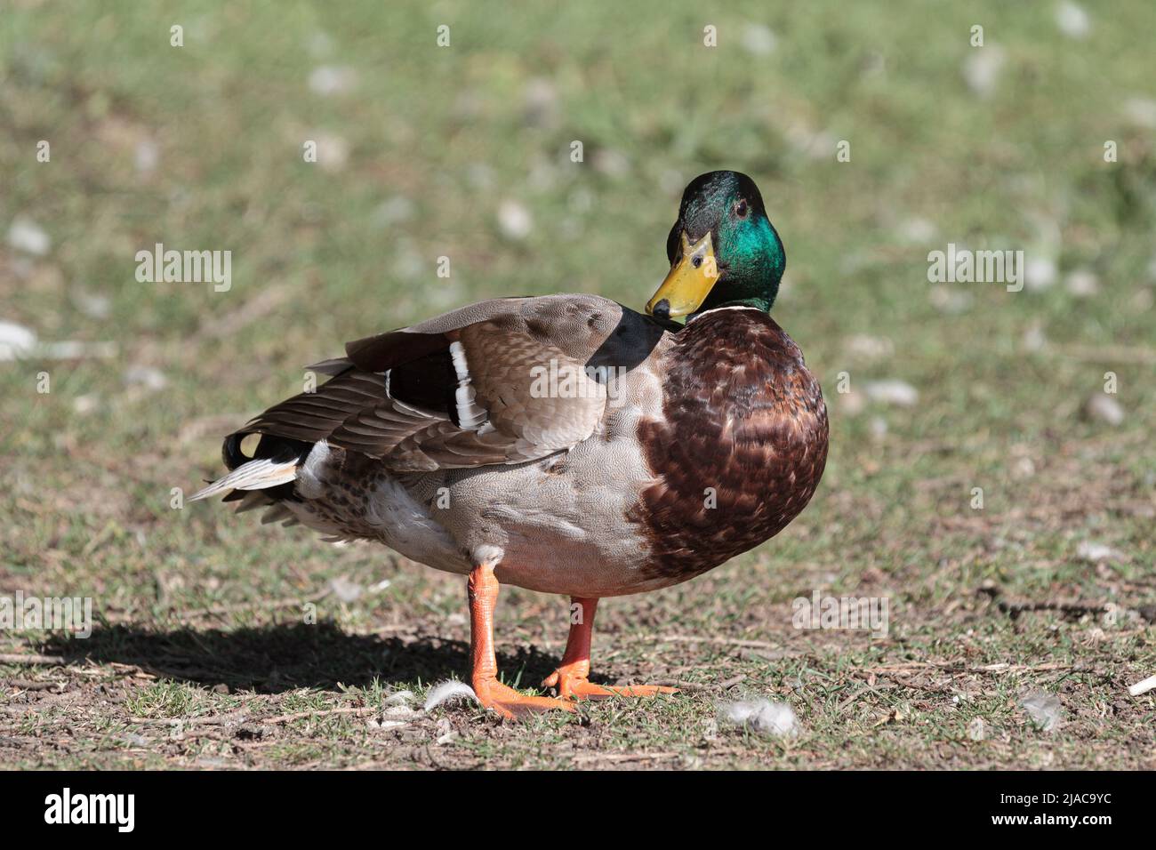 Erwachsene männliche Mallard Duck stand auf Gras Stockfoto