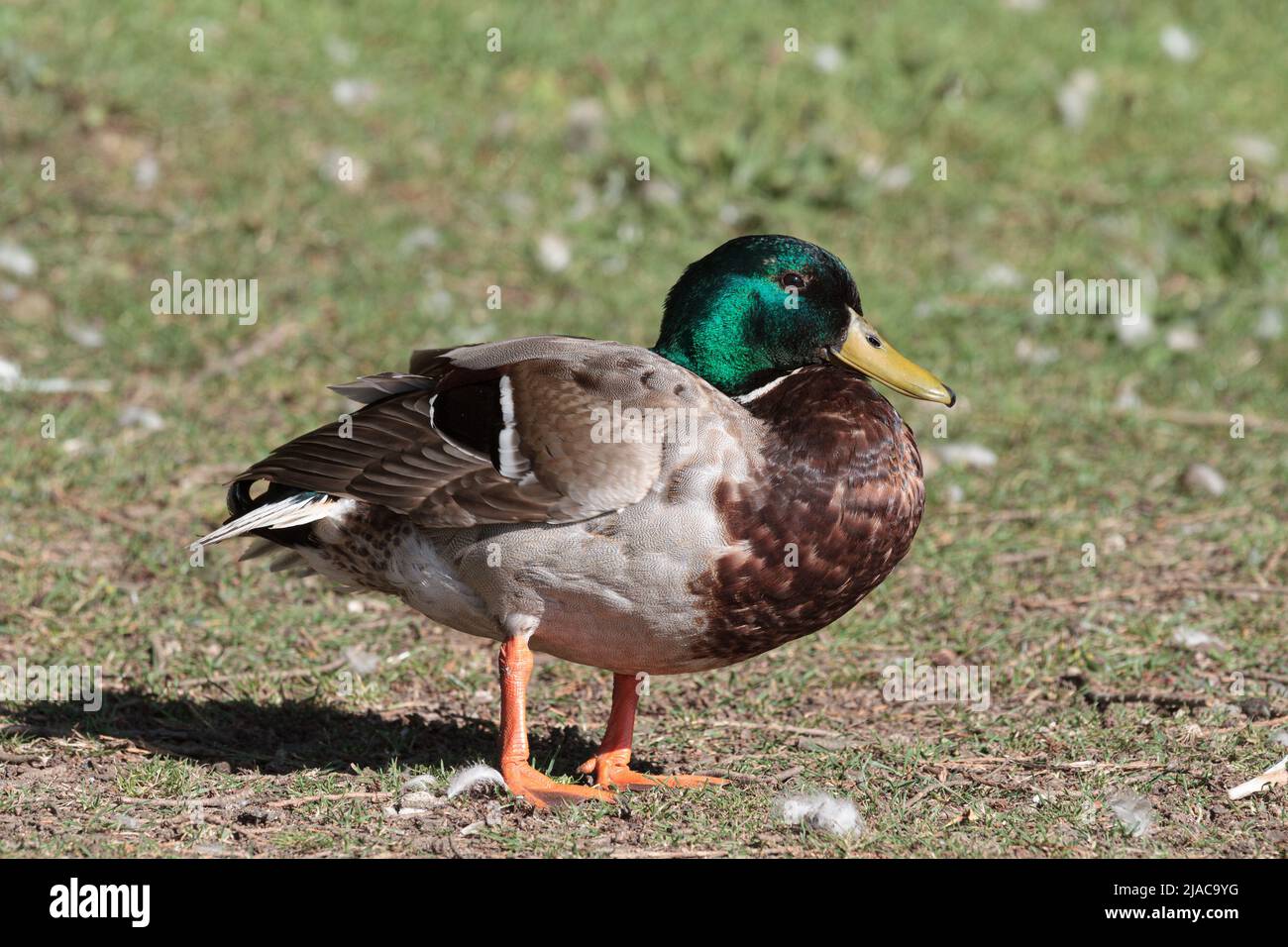 Erwachsene männliche Mallard Duck stand auf Gras Stockfoto