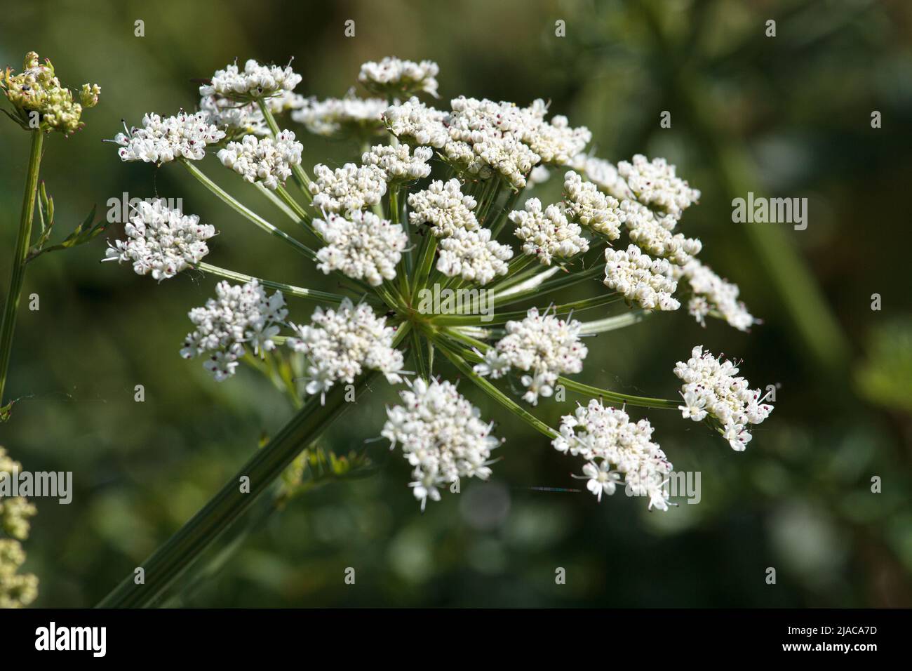 Petersilie der Kuh (Anthriscus sylvestris) mit Hintergrund außerhalb des Fokus Stockfoto