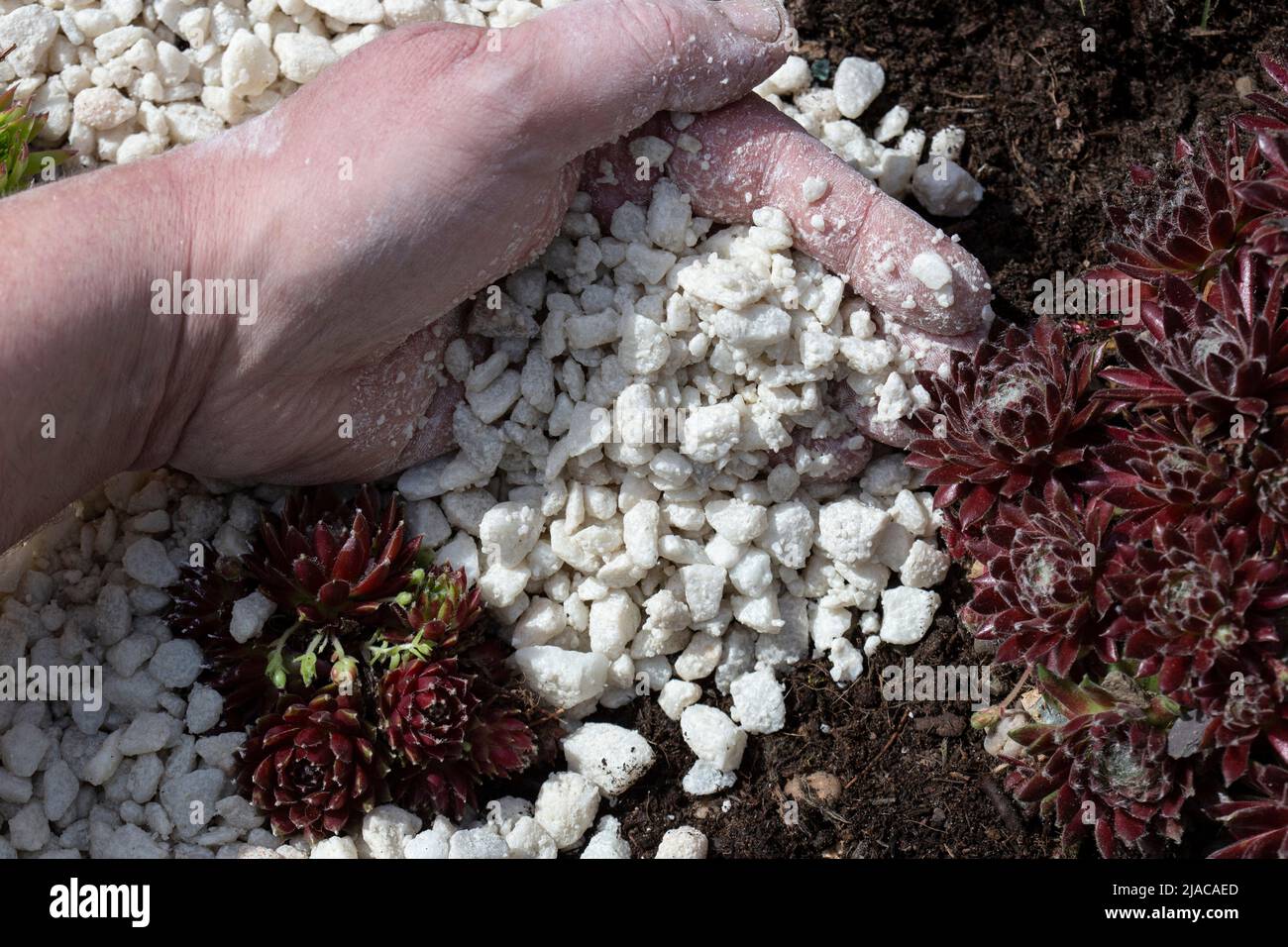 Mann füllt und verteilt weißen Steinkies in einem Gartenbett zwischen Sedum-Pflanzen Stockfoto