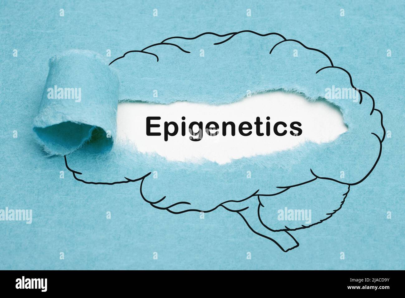 Wortepigenetik, die hinter zerrissenem blauem Papier im gezeichneten menschlichen Gehirn erscheint. Entwicklungspsychologie oder Biologie Konzept. Stockfoto