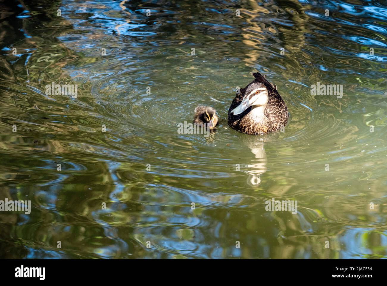 Eine schwarze Pazifikente (Anas supercilios) schwimmt mit Küken im Featherdale Wildlife Park, New South Wales, Australien (Foto: Tara Chand Malhotra) Stockfoto