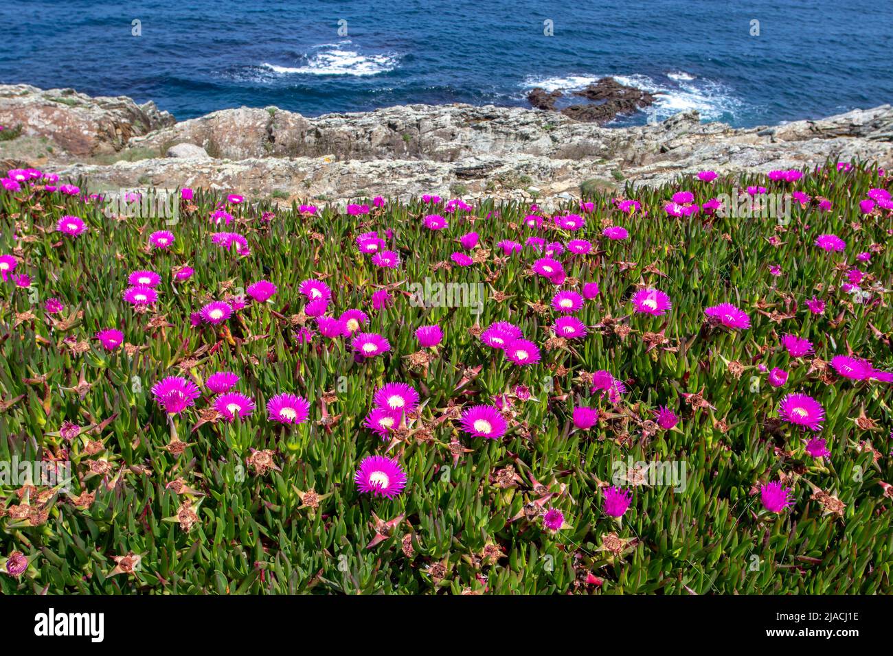 Eispflanze oder carpobrotus edulis oder hottentot-Feige oder saure Feige oder Autobahneispflanze mit leuchtend rosa Blüten am Meeresufer im Frühjahr Stockfoto