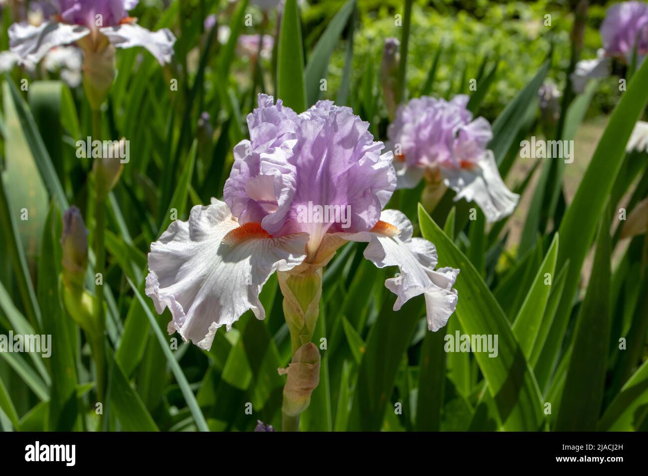 Bärtige Iris-Sorte blüht mit Flieder-Standards, leichten Fliederfällen und Korallenbart. Stockfoto