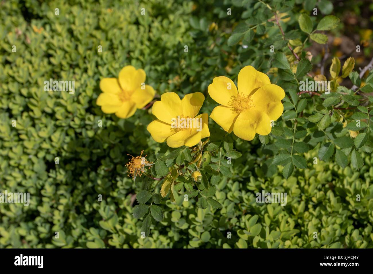 Österreichische Briar oder persische gelbe Rose oder rosa foetida Zweig mit hellen Blüten Stockfoto