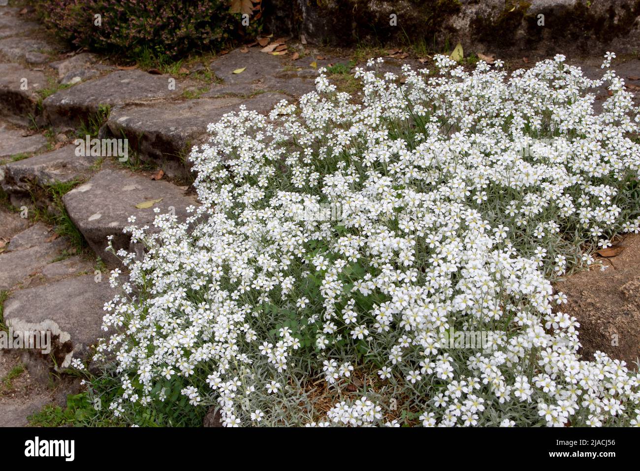 Cerastium tomentosum oder Schnee-im-Sommer niedrig ausbreitende blühende Pflanze, die im Rocary mit kleinen weißen Blüten bedeckt ist Stockfoto
