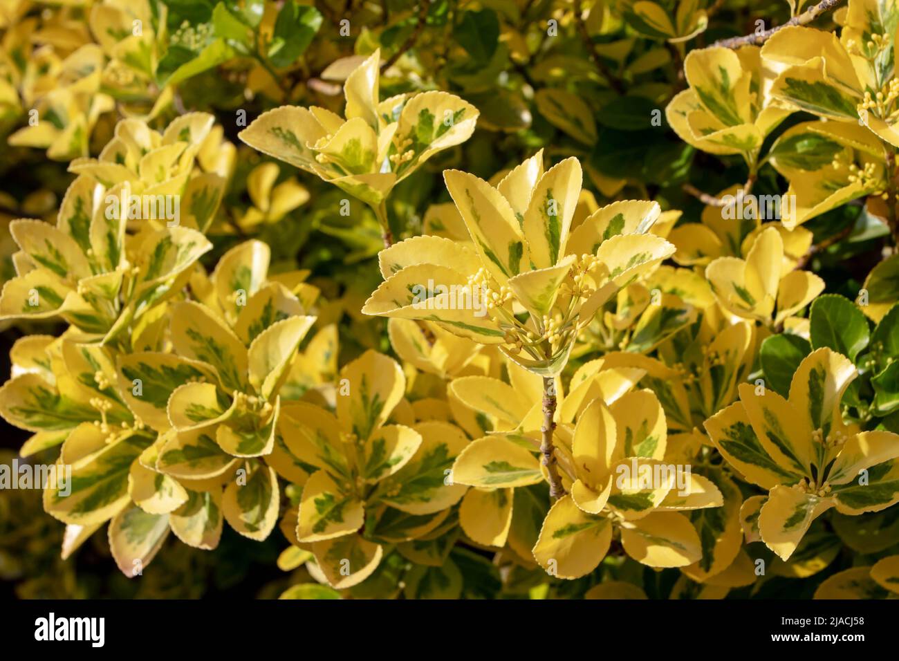 Euonymus japonicus ovatus Aureus oder japanischer Spindelbusch farbenfroher Strauch mit goldgelbem und grün gefärbtem Laub Stockfoto