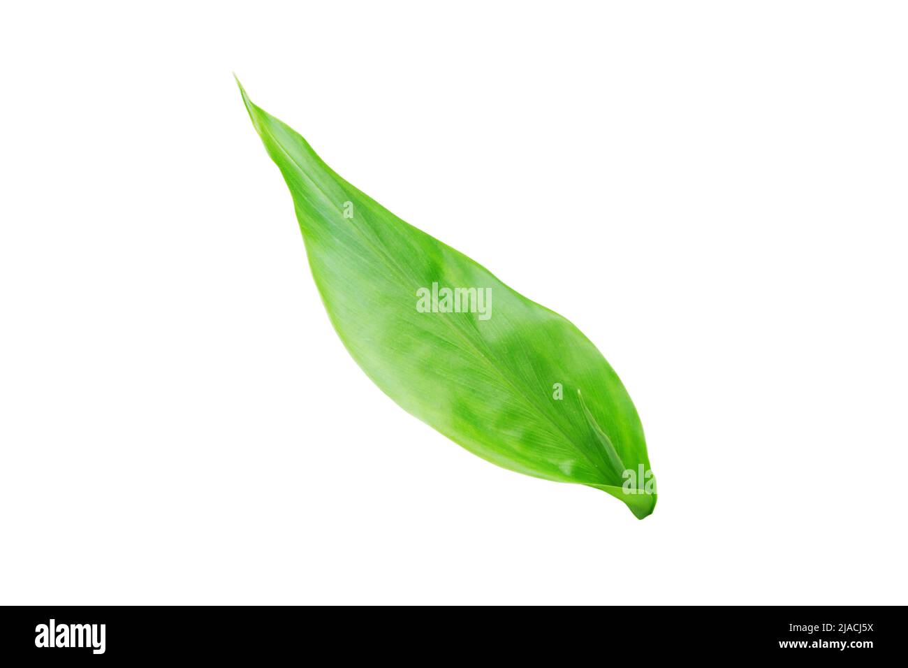 Ingwer oder Ingwerwurzel oder zingiber officinale Pflanze frisches Blatt isoliert auf weiß Stockfoto