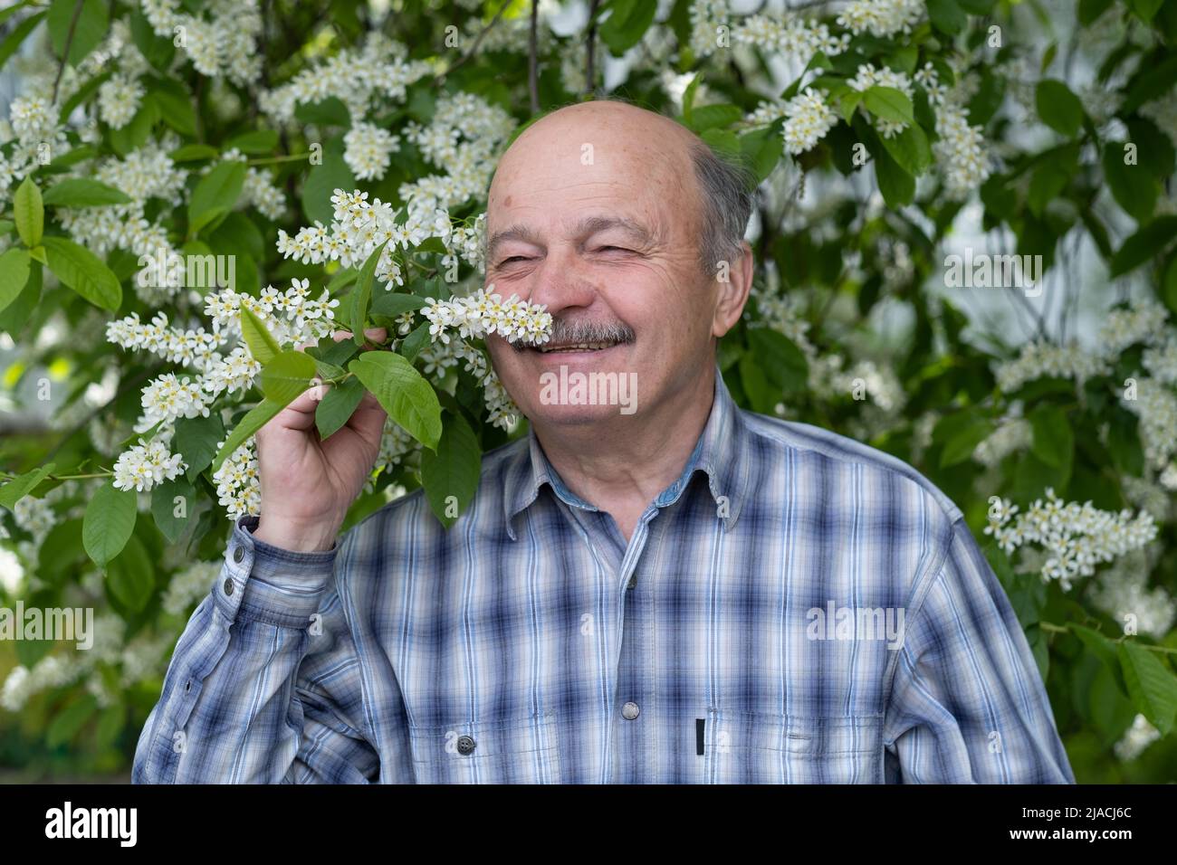 Riecht die Kirschblüten. Er ist nicht mehr allergisch auf Pollen. Er begann nach dem Coronavirus zu riechen. Stockfoto