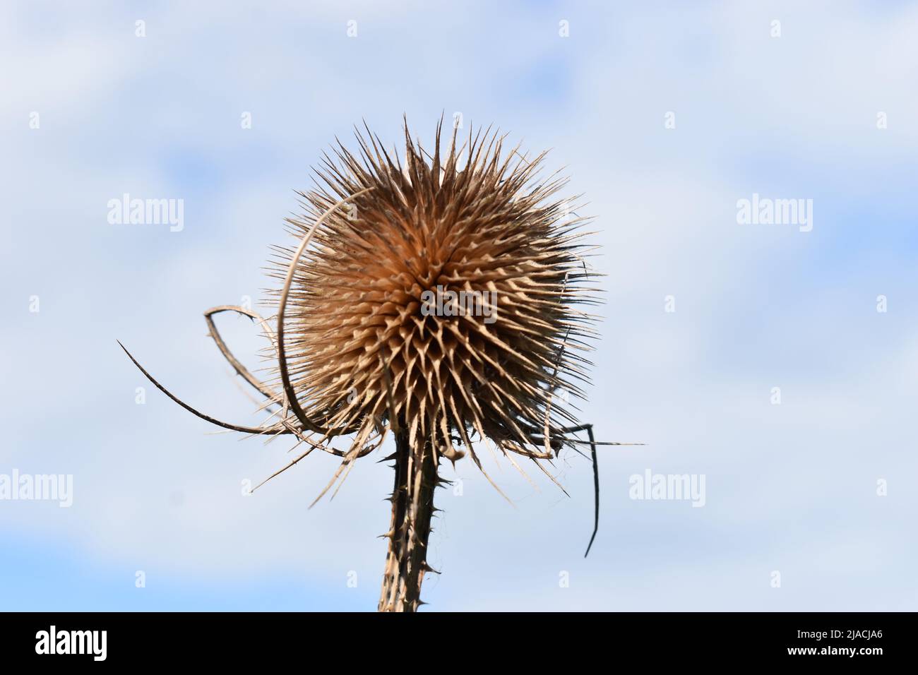 Getrockneter Distelkopf (Asteraceae) gegen einen bewölkten Himmel mit Copyspace. Stockfoto